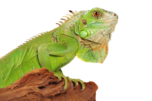 Iguana PNG-93160